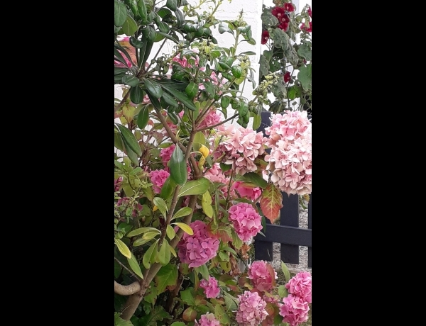 Photo 0