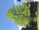 LIME TREE SCHOOL 69460